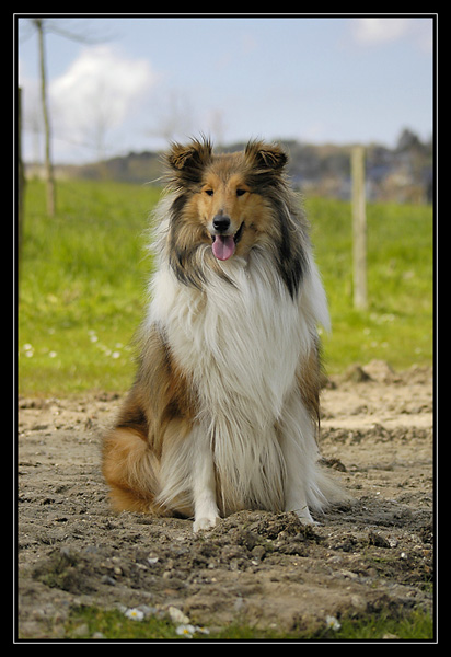 emilie et ses chien bargots en balade avec nous! _DSC3184