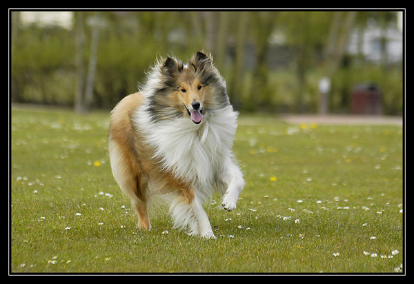 emilie et ses chien bargots en balade avec nous! _DSC3218