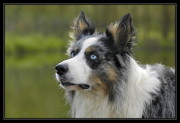 emilie et ses chien bargots en balade avec nous! _DSC3222