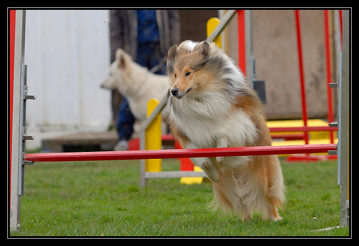 agility - Chyara 1er cours d'agility!! _DSC4187