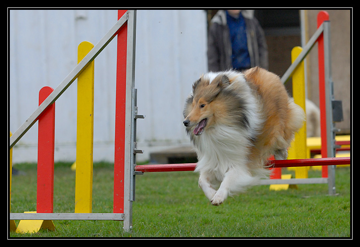 Chyara 1er cours d'agility!! _DSC4188