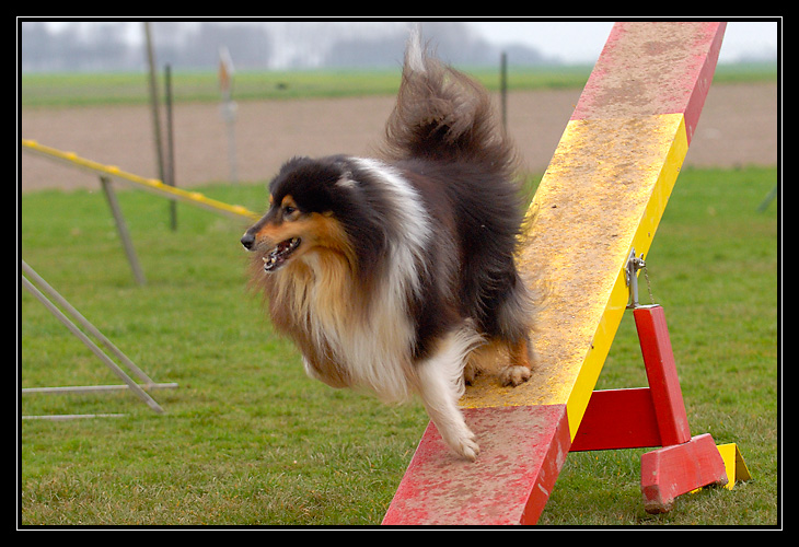 Chyara 1er cours d'agility!! _DSC4195