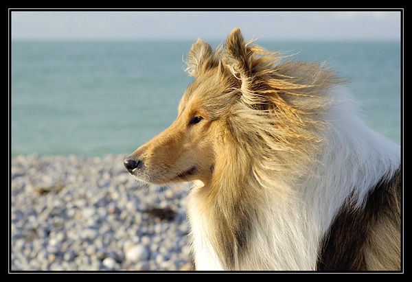 fécamp le 2 fevrier 2008 _DSC3236