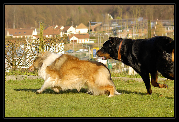 les calins de chyara et oslo _DSC3362