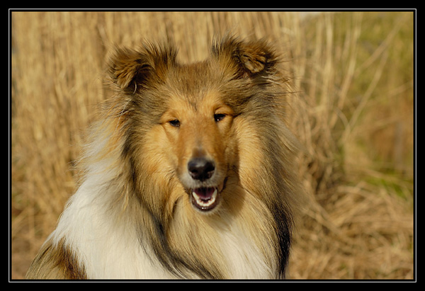 tango et chyara dans le parc de gravenchon _DSC2345