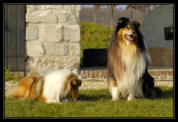 tango et chyara dans le parc de gravenchon _DSC2356