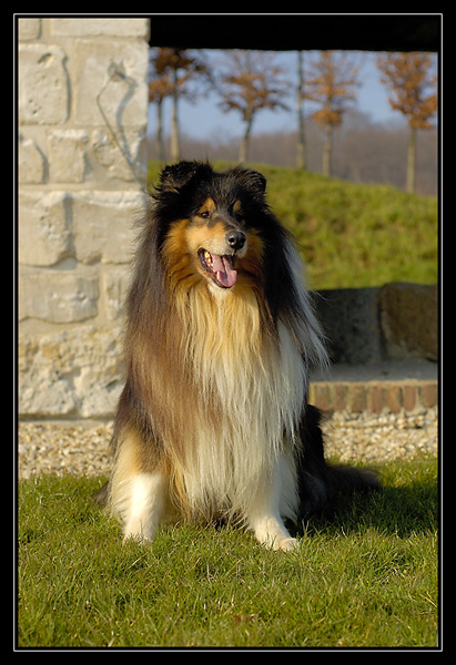 tango et chyara dans le parc de gravenchon _DSC2361