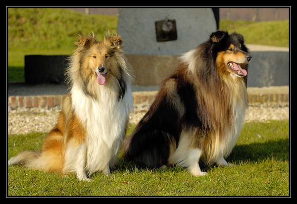 tango et chyara dans le parc de gravenchon _DSC2368