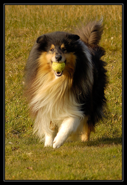 tango et chyara dans le parc de gravenchon _DSC2394