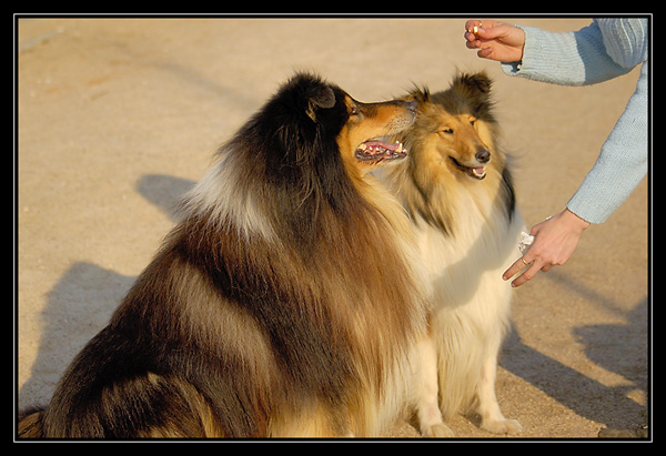 tango et chyara dans le parc de gravenchon _DSC2400