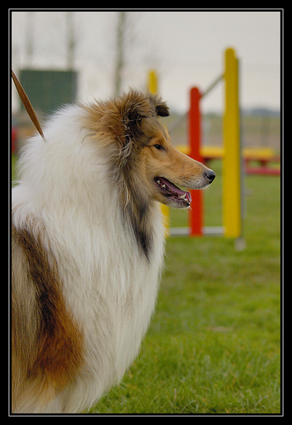 agility - Chyara 1er cours d'agility!! _DSC2789