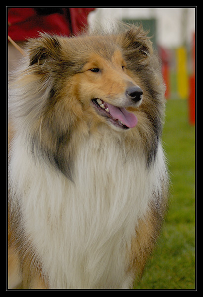 Chyara 1er cours d'agility!! _DSC2790