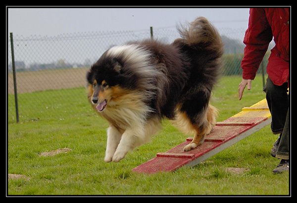 Chyara 1er cours d'agility!! _DSC2802