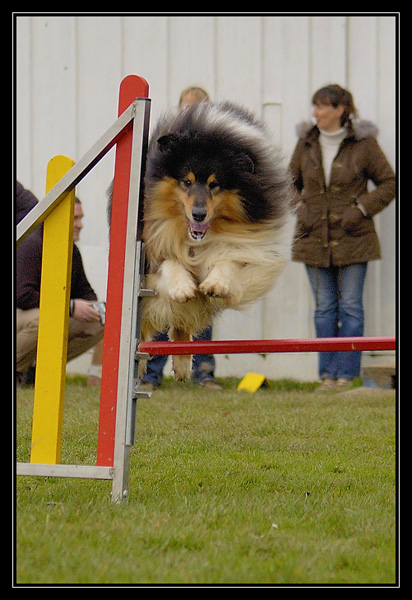 agility - Chyara 1er cours d'agility!! _DSC2804