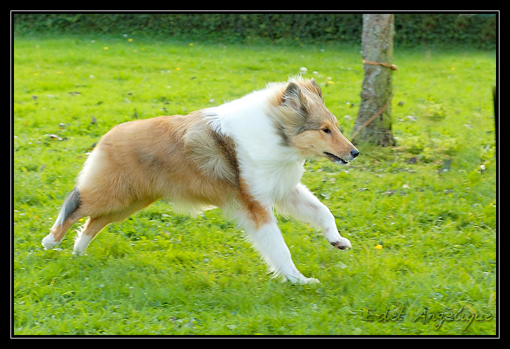 photos - ptit cours avec Chyara ( les trop belles photos d'Angel ) _DSC0677