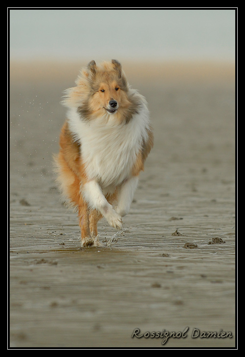 balade sur la plage de pennedepie _DSC3706