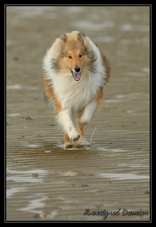 balade sur la plage de pennedepie _DSC3709