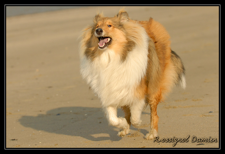 balade sur la plage de pennedepie _DSC3717