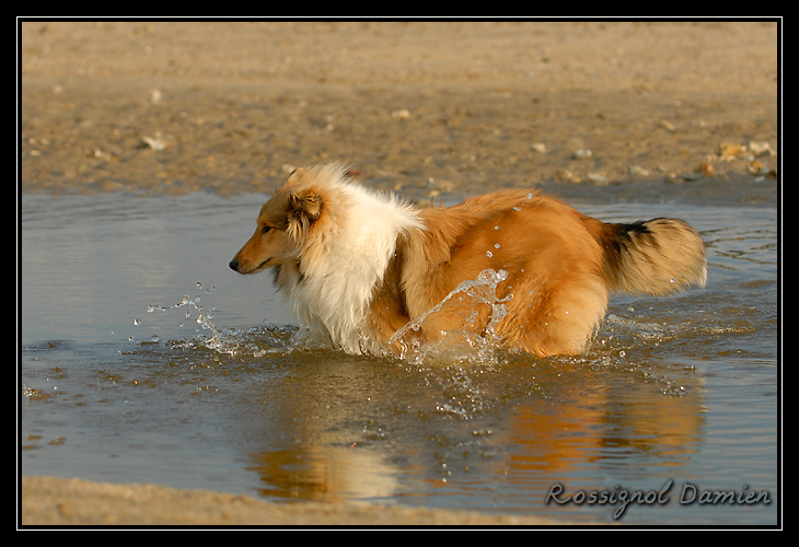 balade sur la plage de pennedepie _DSC3719