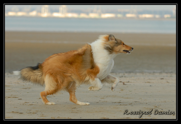 balade sur la plage de pennedepie _DSC3730