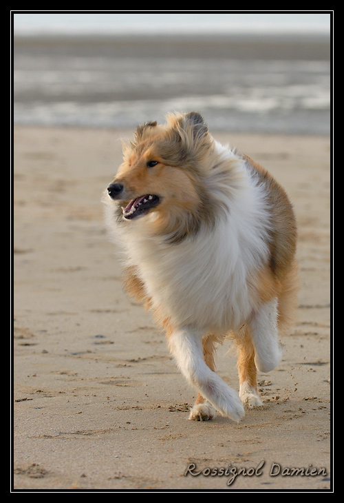 balade sur la plage de pennedepie _DSC3752