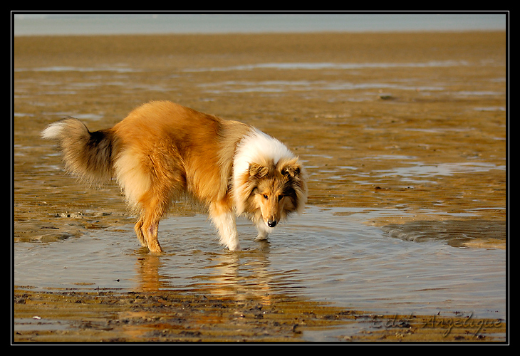 balade sur la plage de pennedepie _DSC1264