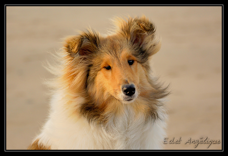 balade sur la plage de pennedepie _DSC1283