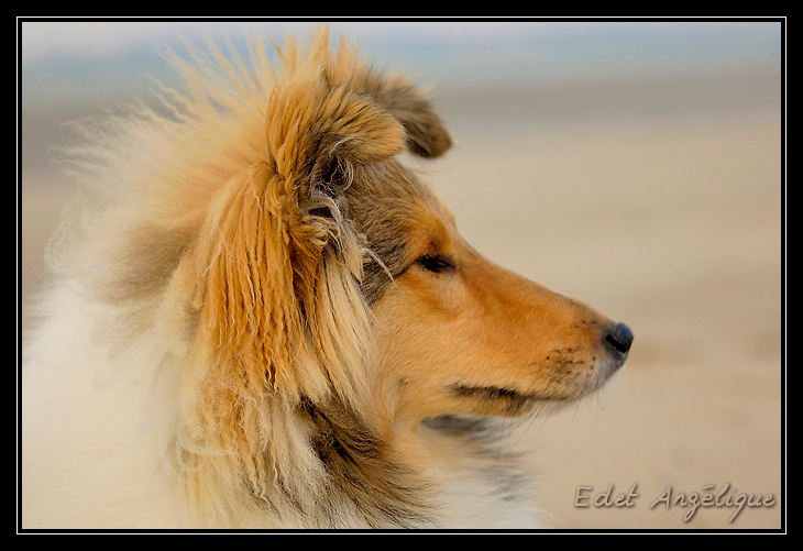 balade sur la plage de pennedepie _DSC1287