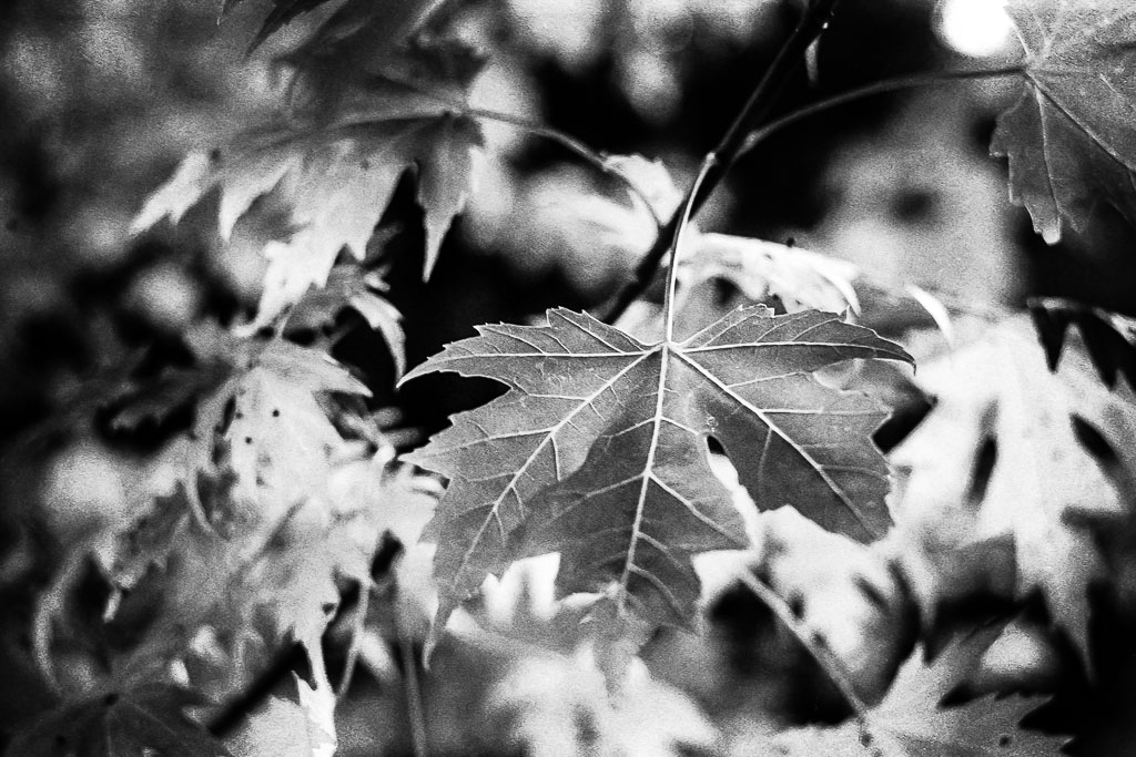 Noir et Blanc / Sépia / Désaturation partielle / Traitements divers - Page 39 20171222-HP5-0000-022