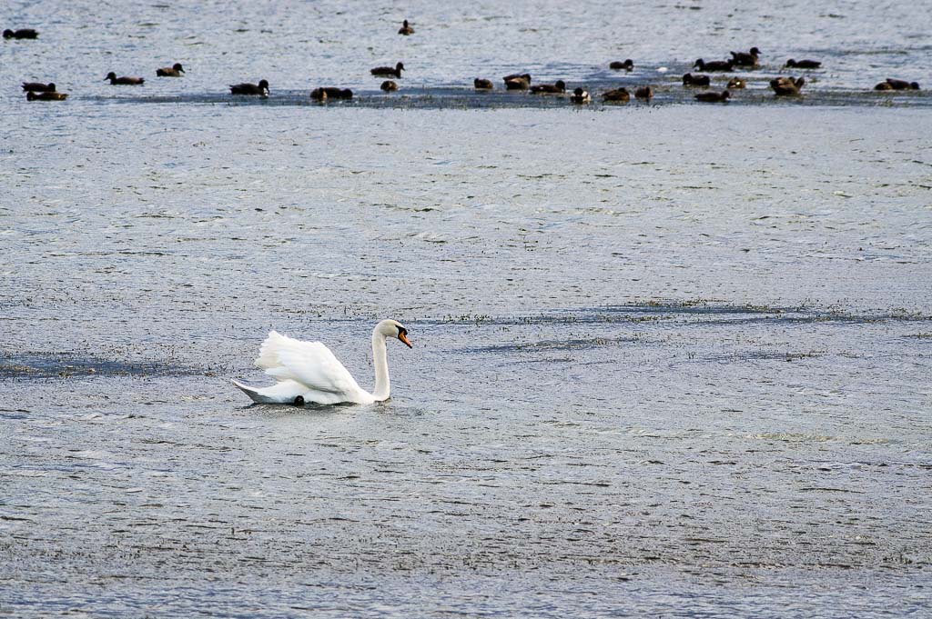 Faune sauvage - Page 3 Cygne-tubercule-0003