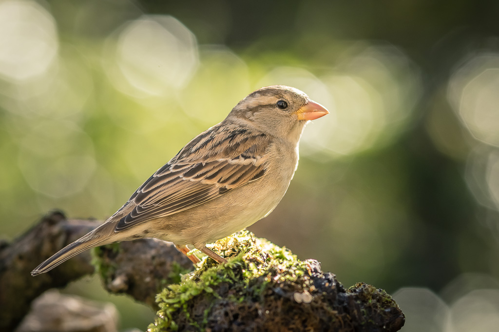 Faune sauvage Moineau-domestique-0017