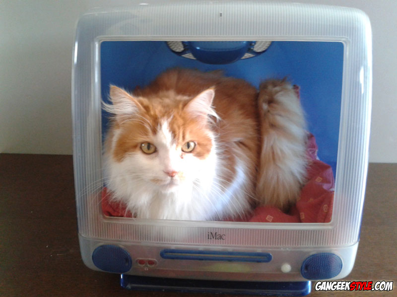 [Estimation] Jeux et jouet électronique Imac-niche-chat