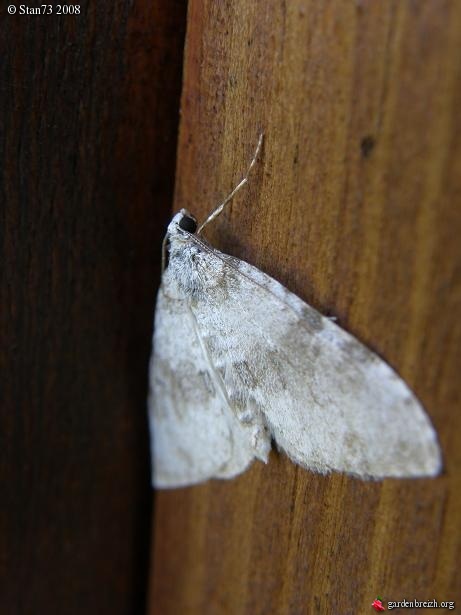 Papillon de nuit GBPIX_photo_142216