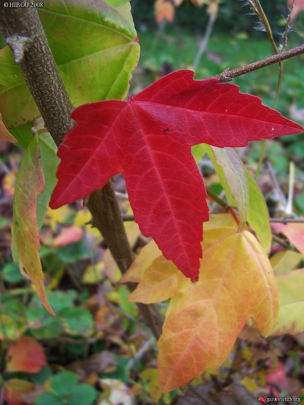 Fallopia japonnica variegata, Acer buergerianum, Boehmeria nivea, Quercus ithaburensis subsp. macrolepis 'Hemelrijk Silver' [devinette] GBPIX_photo_164178