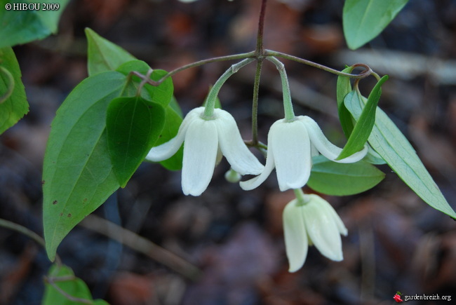 Clematis urophylla GBPIX_photo_172818