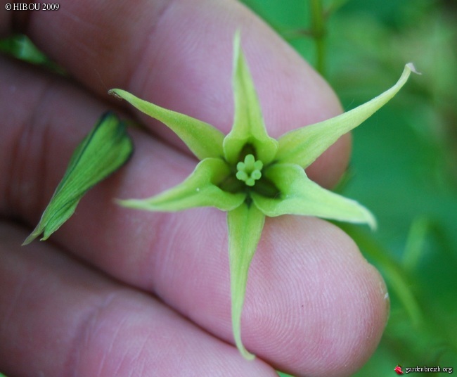 Decaisnea fargesii - arbre aux haricots bleus GBPIX_photo_210281