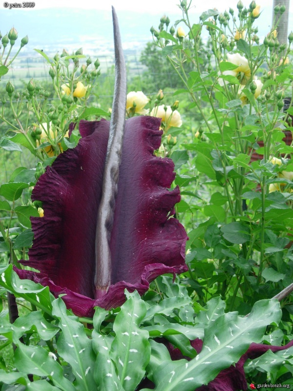 Dracunculus vulgaris - Page 3 GBPIX_photo_210443