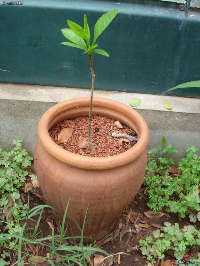 baobab bonsai, est ce possible? GBPIX_photo_219189