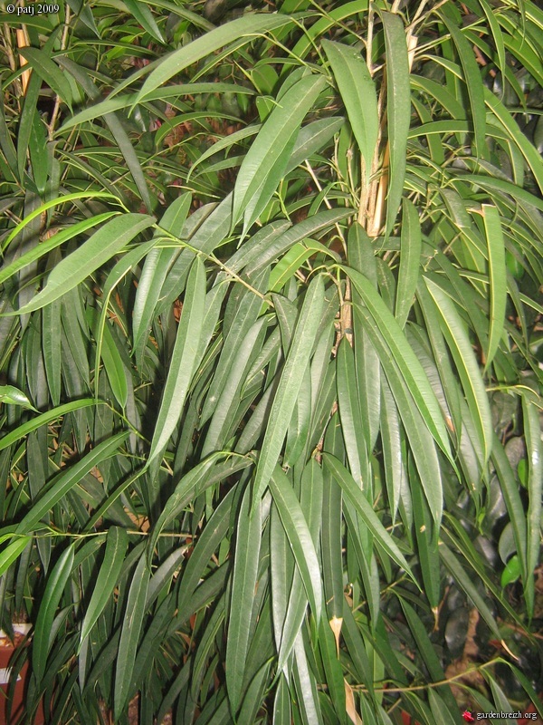 Ficus maclellandii - Page 2 GBPIX_photo_256212