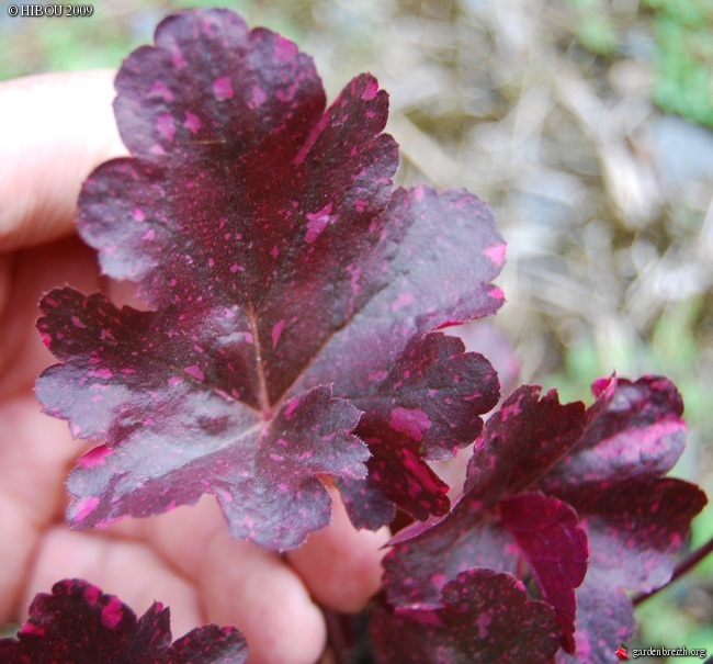 Heuchera - heuchère - variétés GBPIX_photo_261037