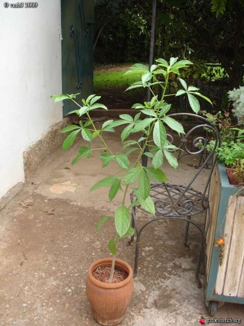 baobab bonsai, est ce possible? GBPIX_photo_263754