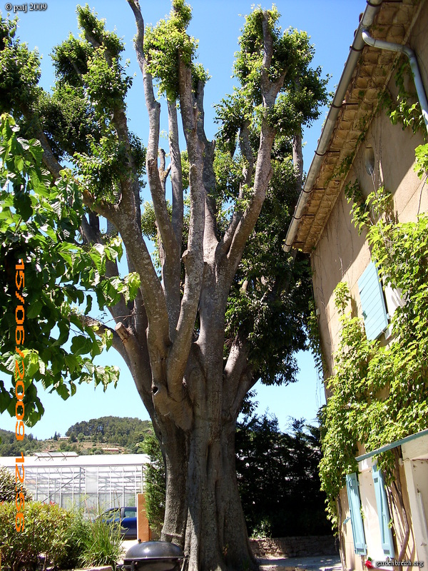 Celtis australis - micocoulier - Page 3 GBPIX_photo_271285