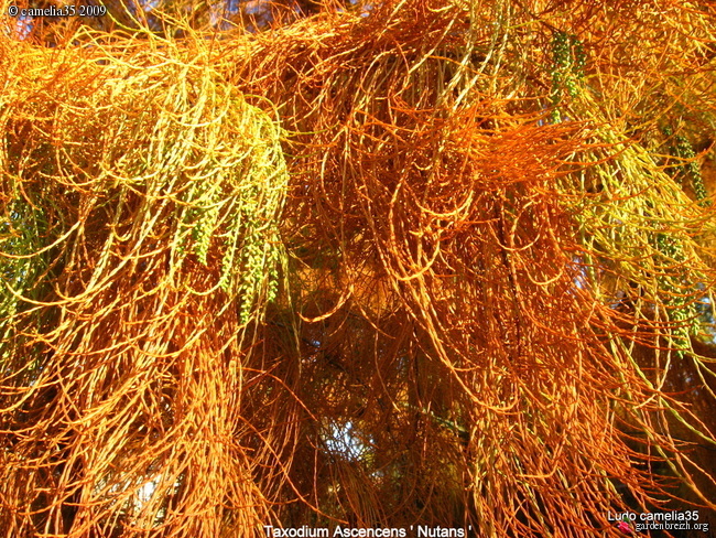 Taxodium distichum - cyprès chauve, cyprès de Louisiane  - Page 3 GBPIX_photo_285704