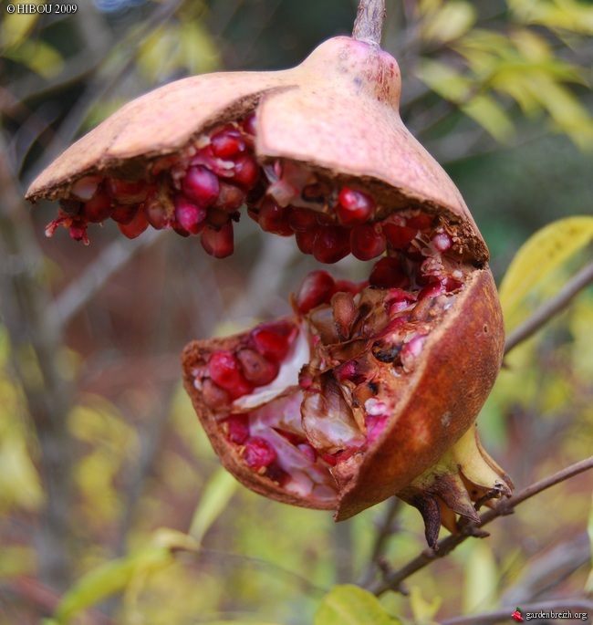 Punica granatum - grenadier commun GBPIX_photo_301871