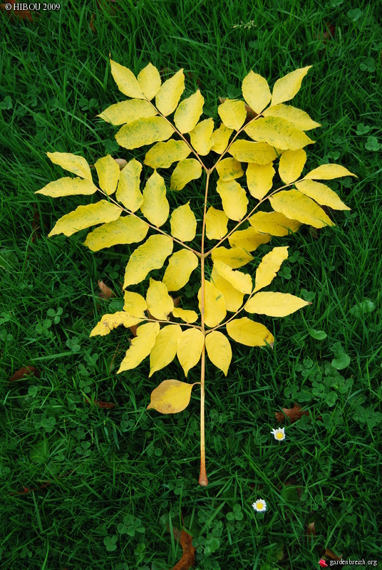 Koelreuteria bipinnata (= K. integrifoliola) GBPIX_photo_301934