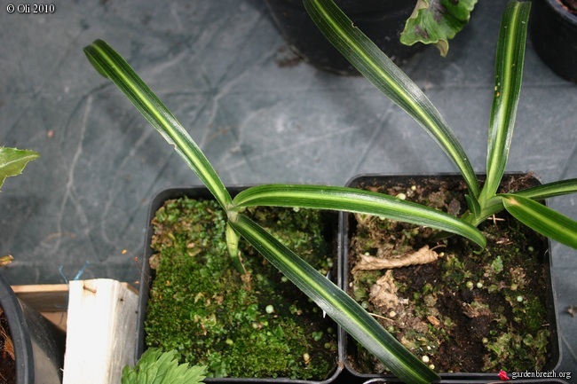 Identification Tupistra GBPIX_photo_333350