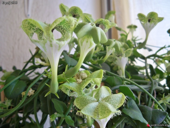 Ceropegia sandersonii - Page 3 GBPIX_photo_340227