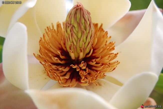 Magnolia x wieseneri  (M. sieboldii x M. obovata)