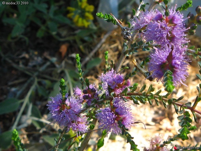 callistemon - Callistemon et Melaleuca - une collection GBPIX_photo_364559