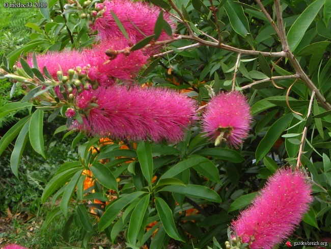 callistemon - Callistemon et Melaleuca - une collection GBPIX_photo_364620